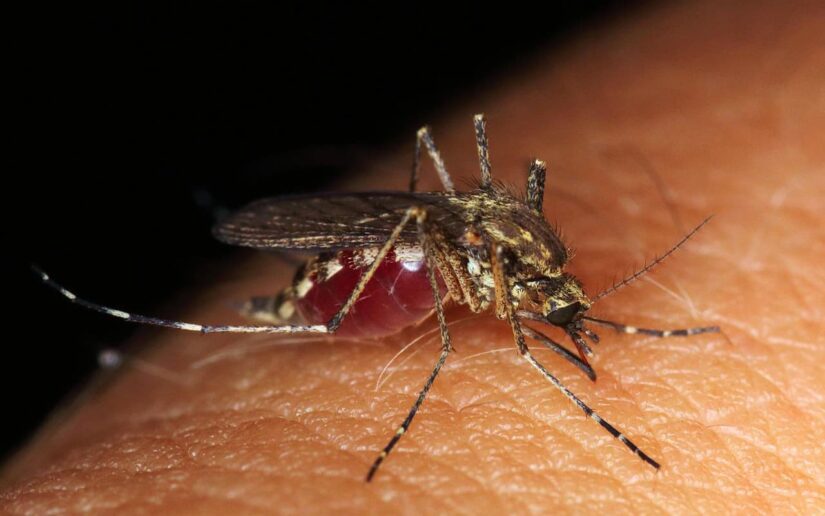 First Aid for Animal and Insect Bites