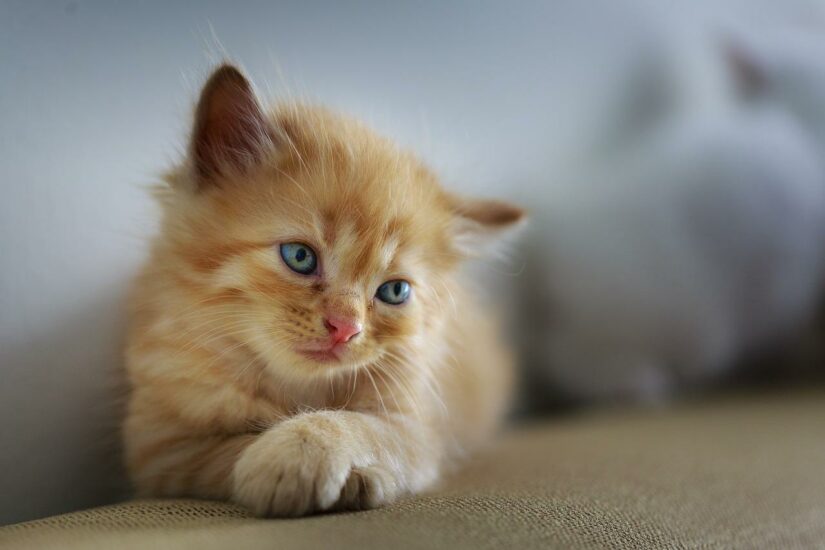 First Aid for Cats: A Comprehensive Guide